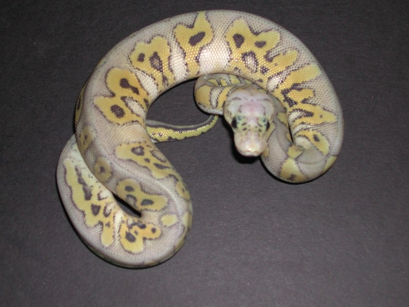 Hypo Kiler Clown Ball Python